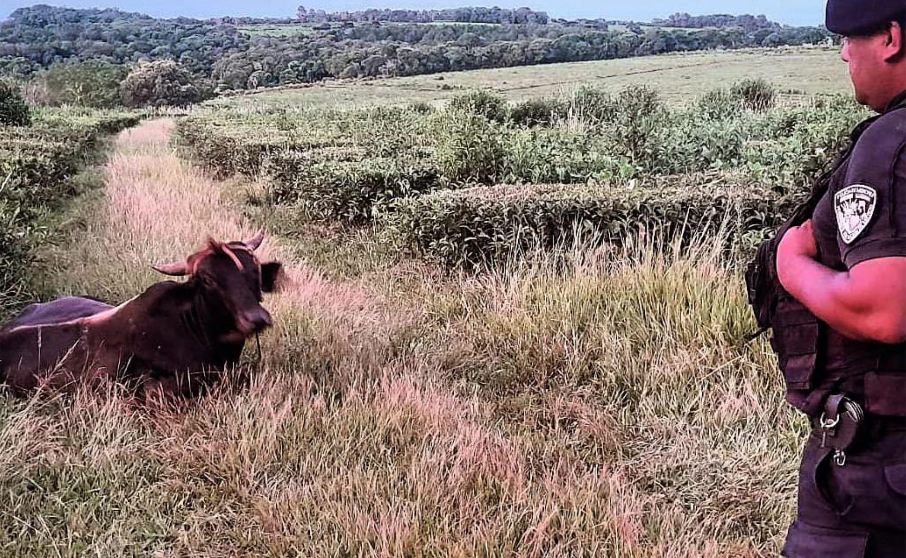 recuparan animales campo grande