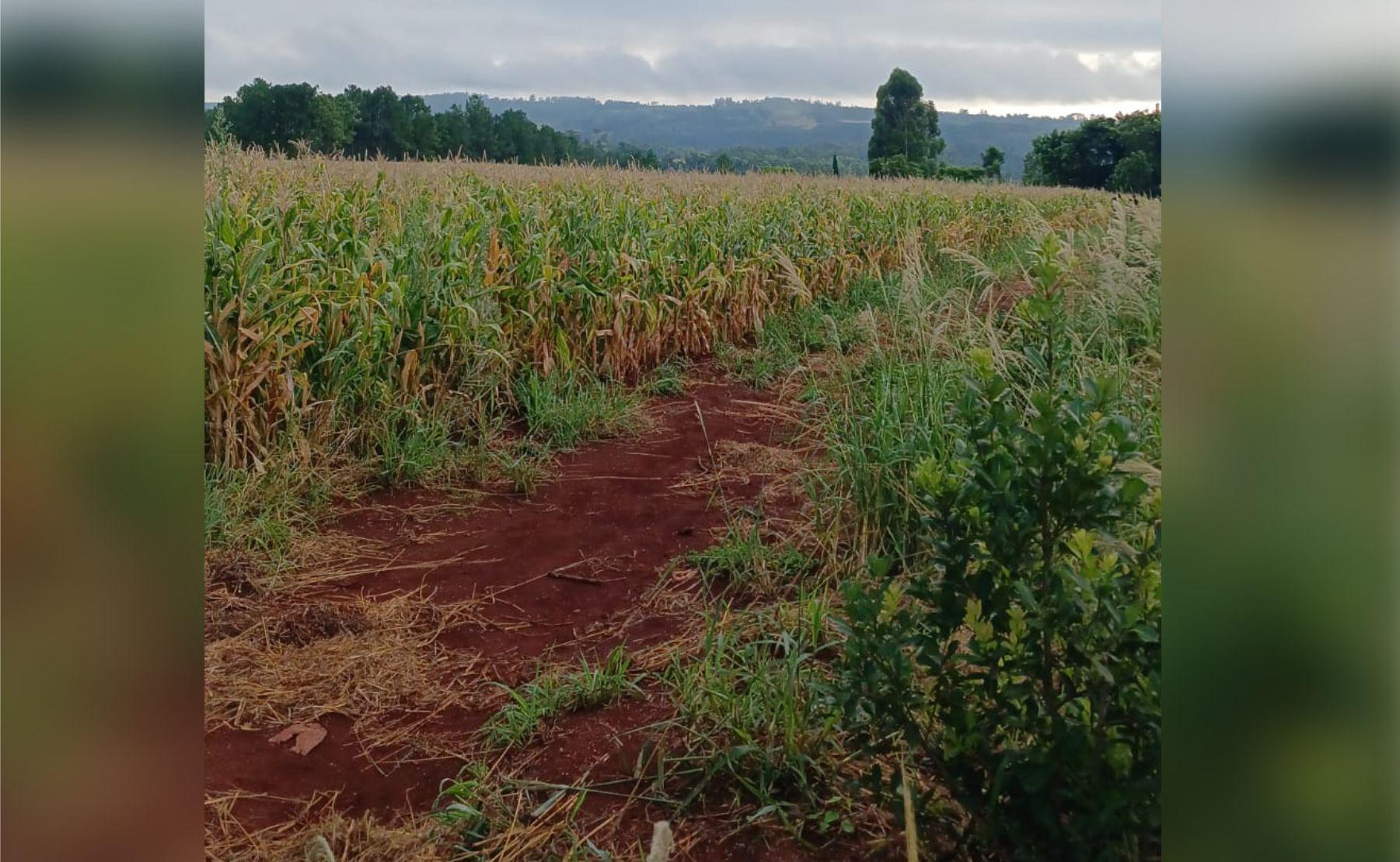 niña asesinada aurora