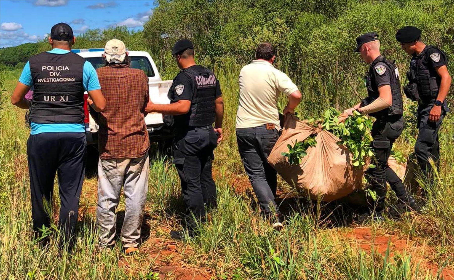 robo yerba aristoblo