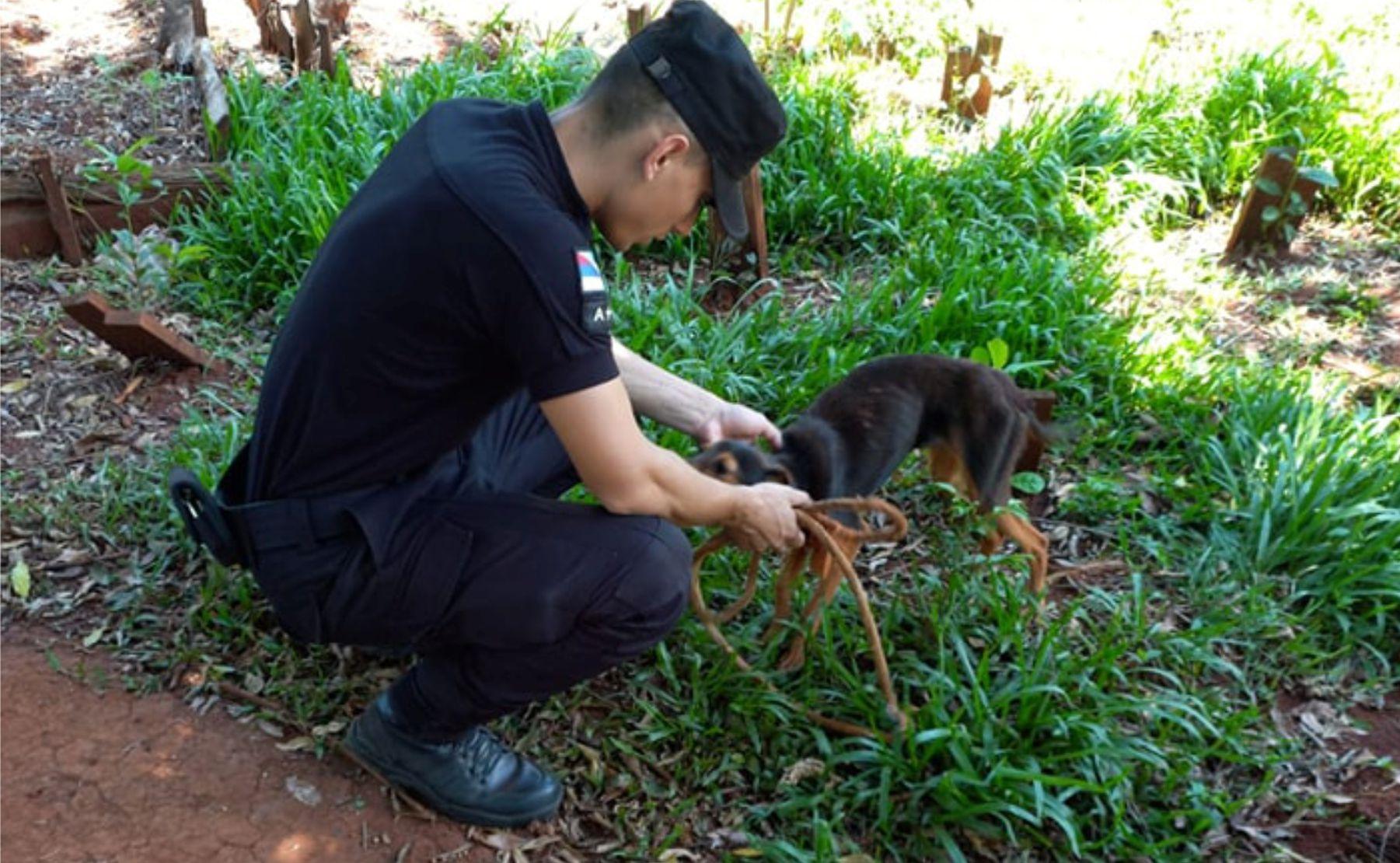 terry perro policial guarani