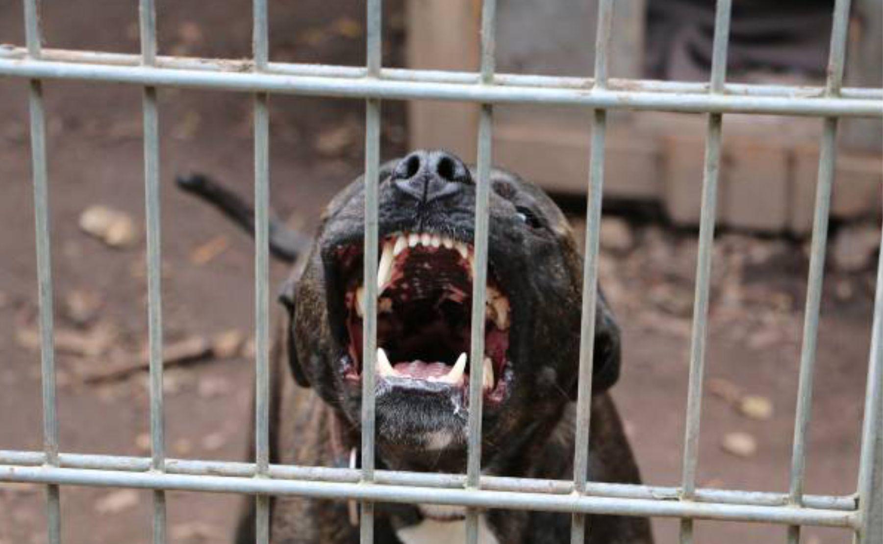 ataque pitbull irigoyen