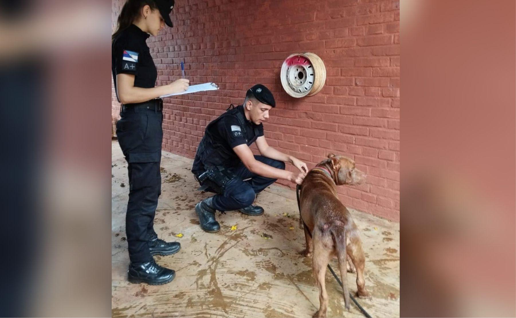 dos de mayo matrato perro