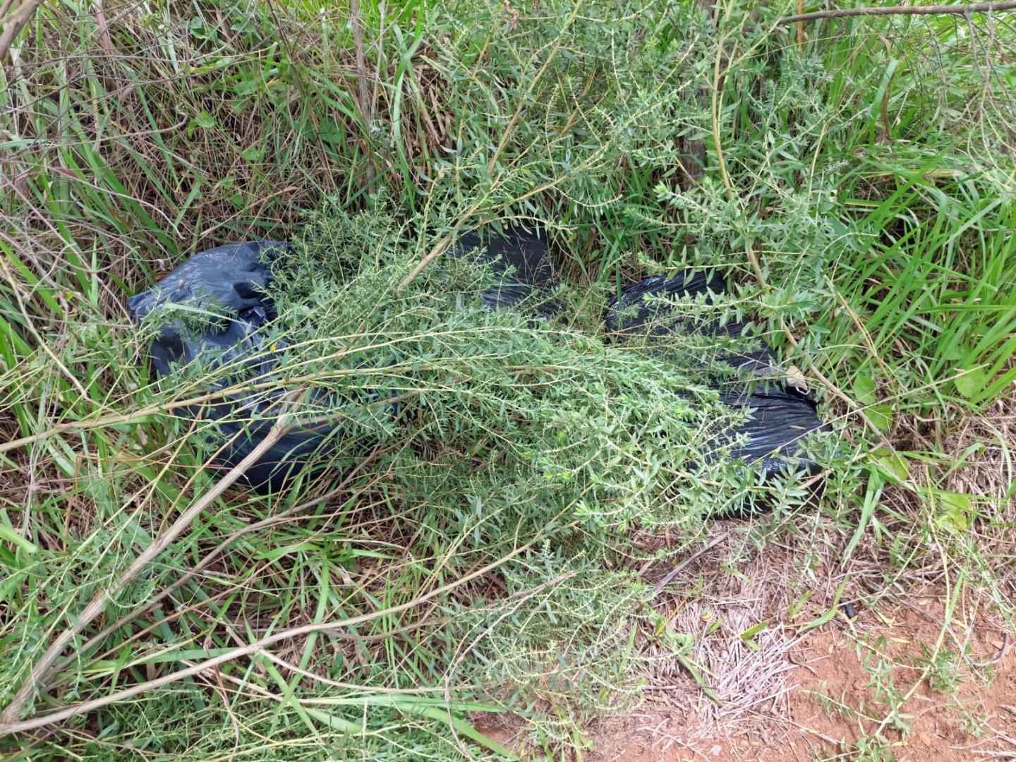 marihuana oculta arco