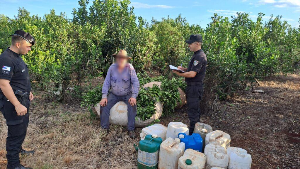 campo viera robo yerba