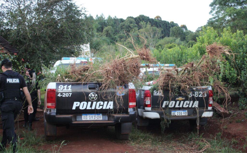 plantacion marihuana san pedro