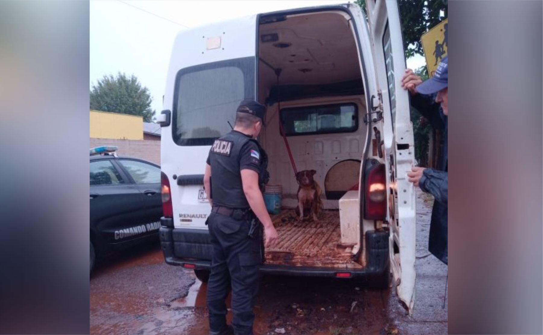 perro pitbull obera san miguel