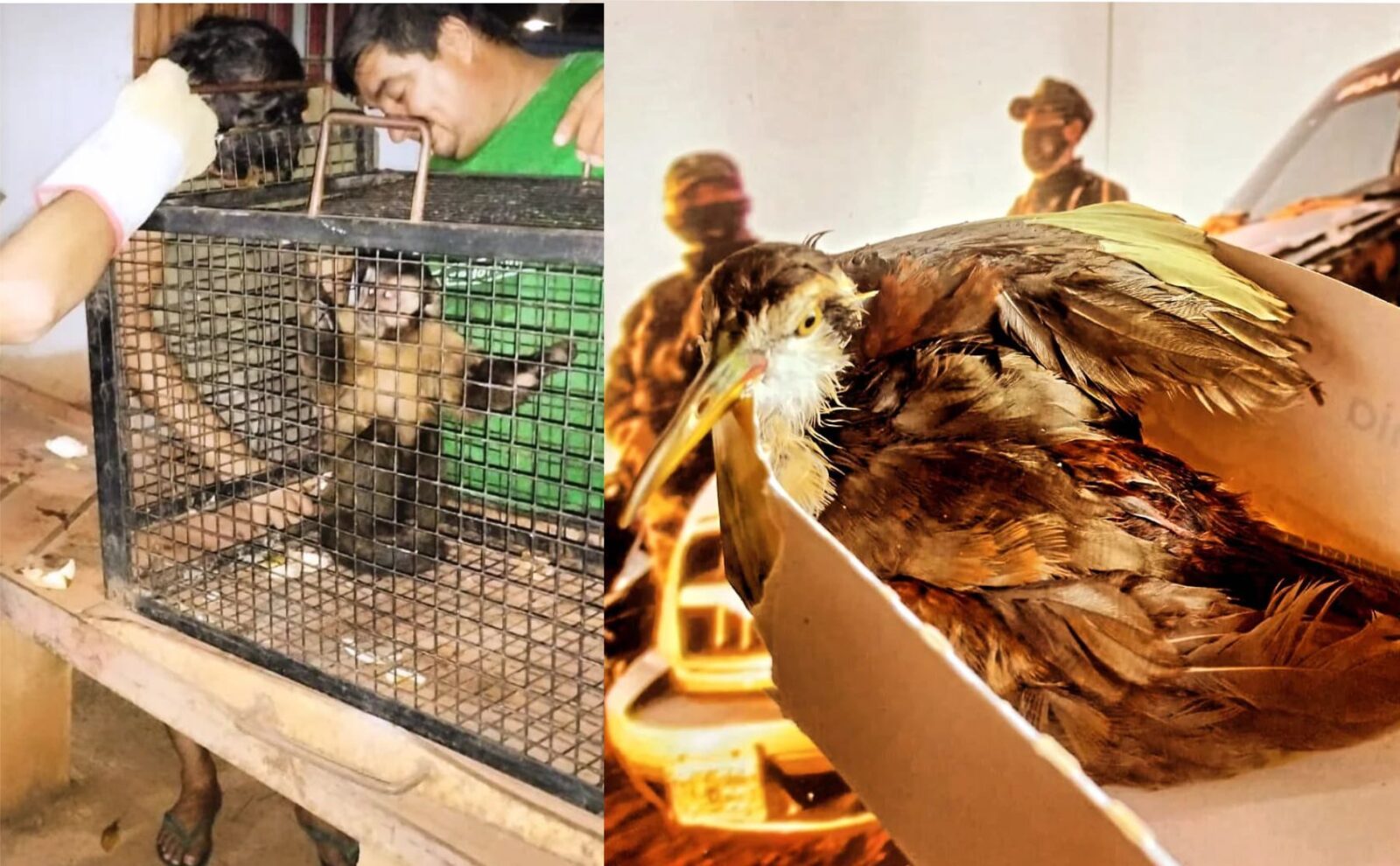 posadas rescate mono