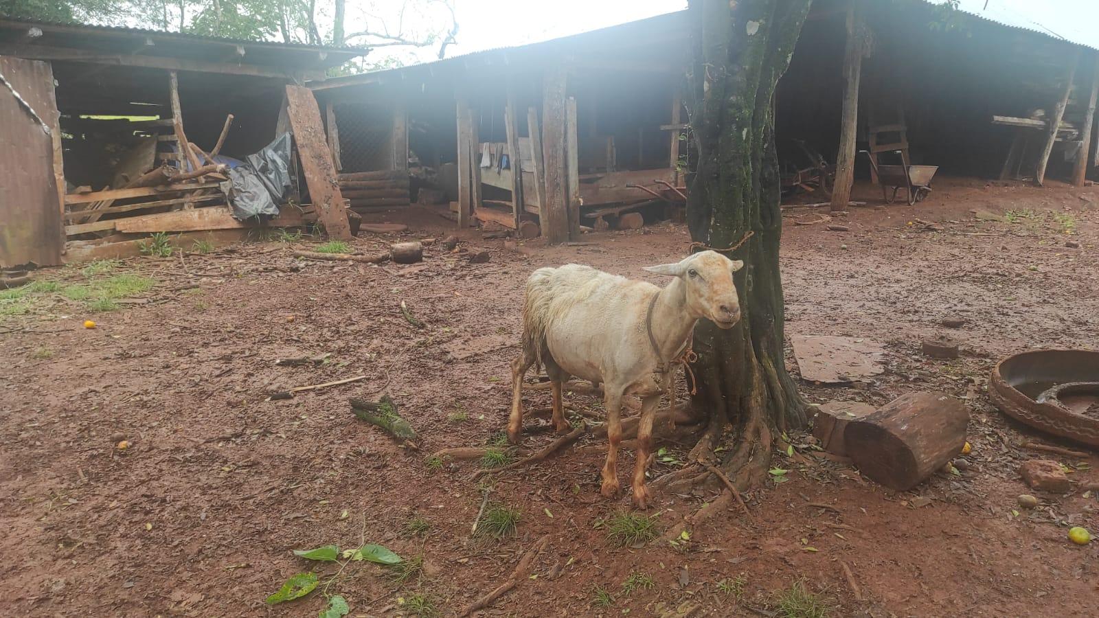 oveja ataco mujer campo ramon
