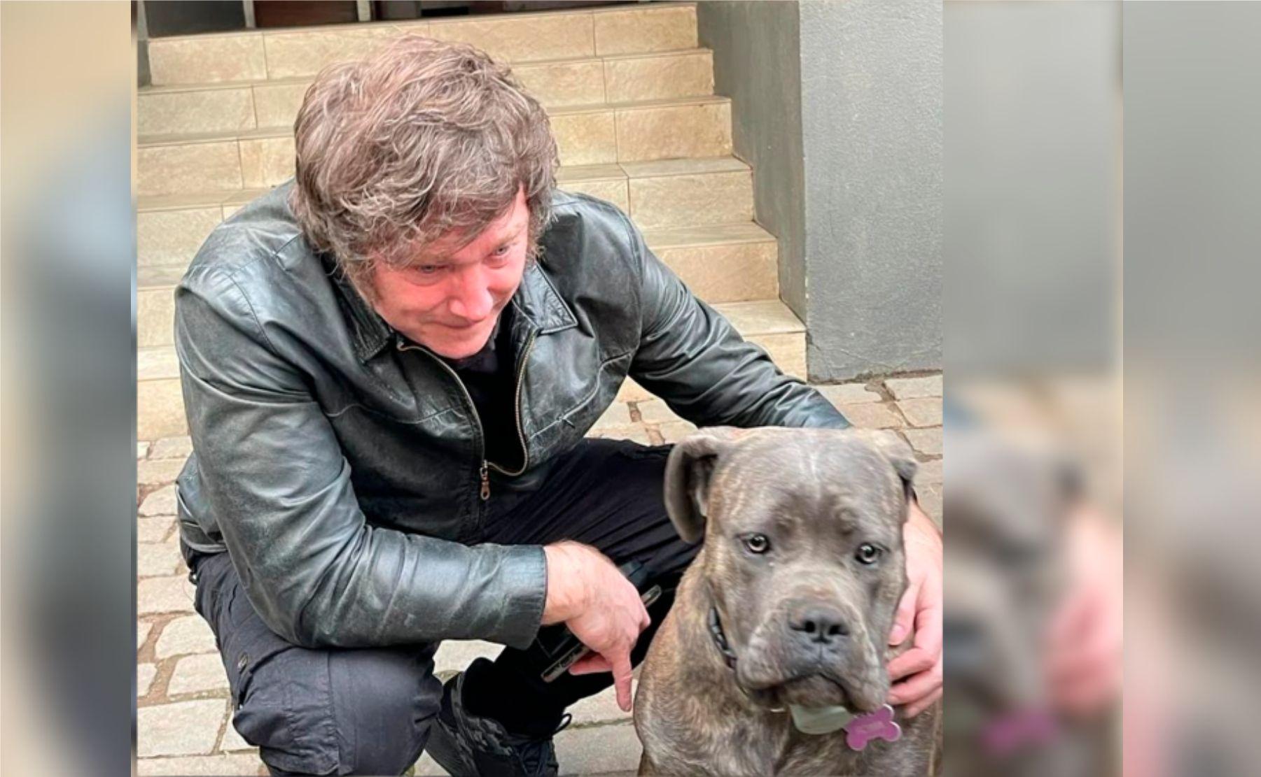 senador informe perros milei