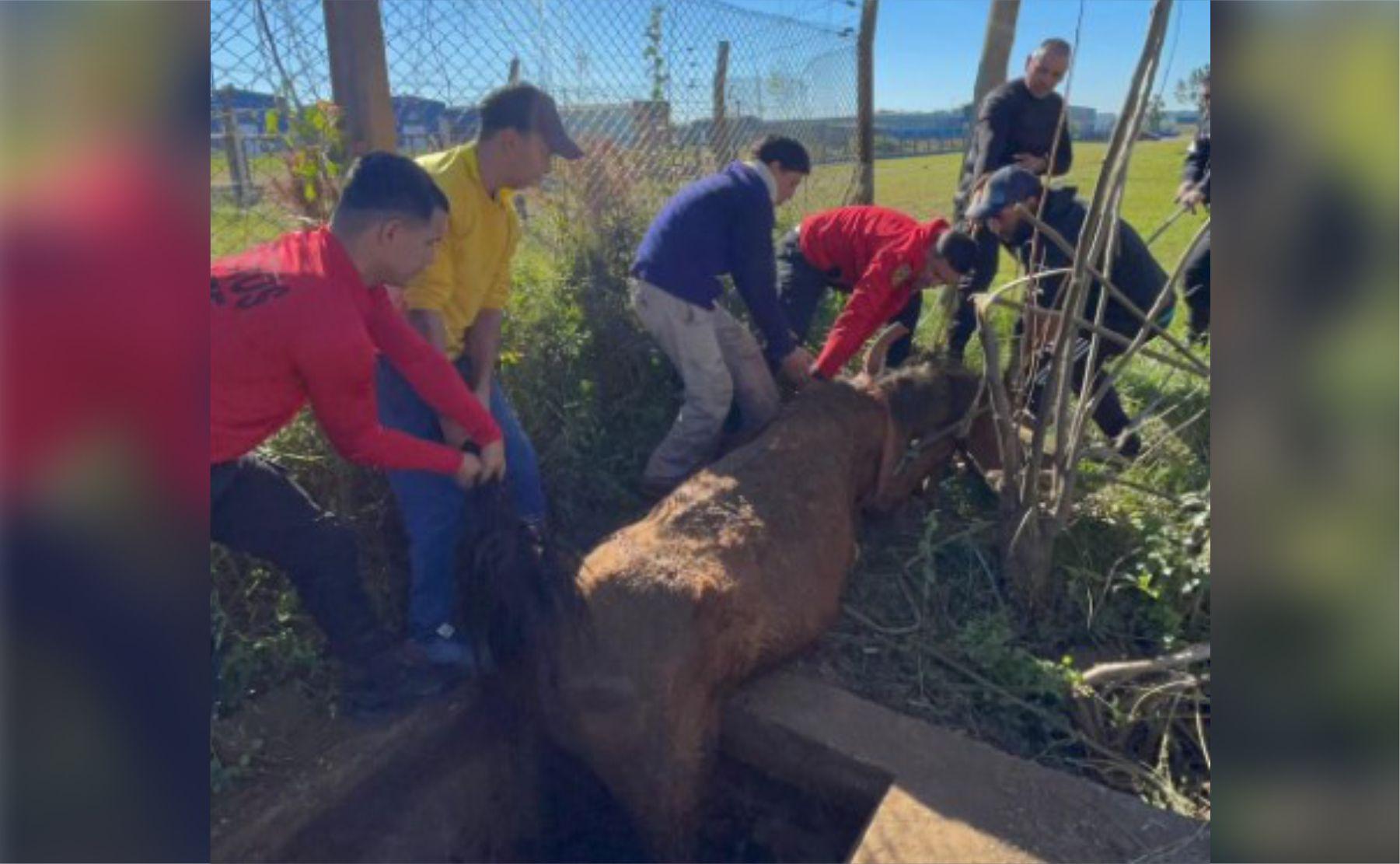 caballo caños posadas