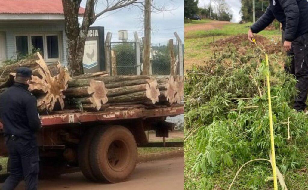 rollo madera y planta marihuana