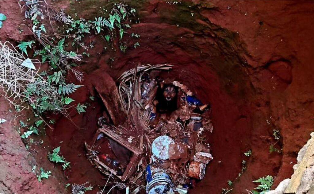 bomberos rescataron perro obera