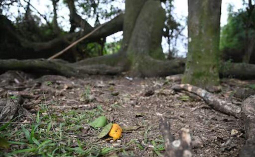 como se llevaron loan