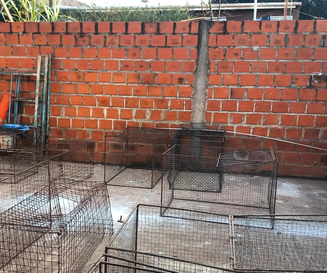 riña de gallo san pedro