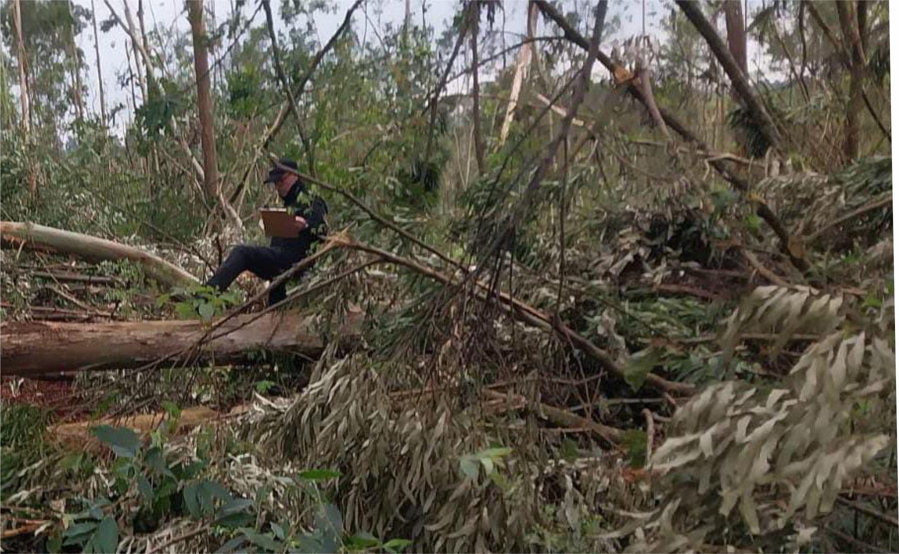 aplastado arbol campo ramon
