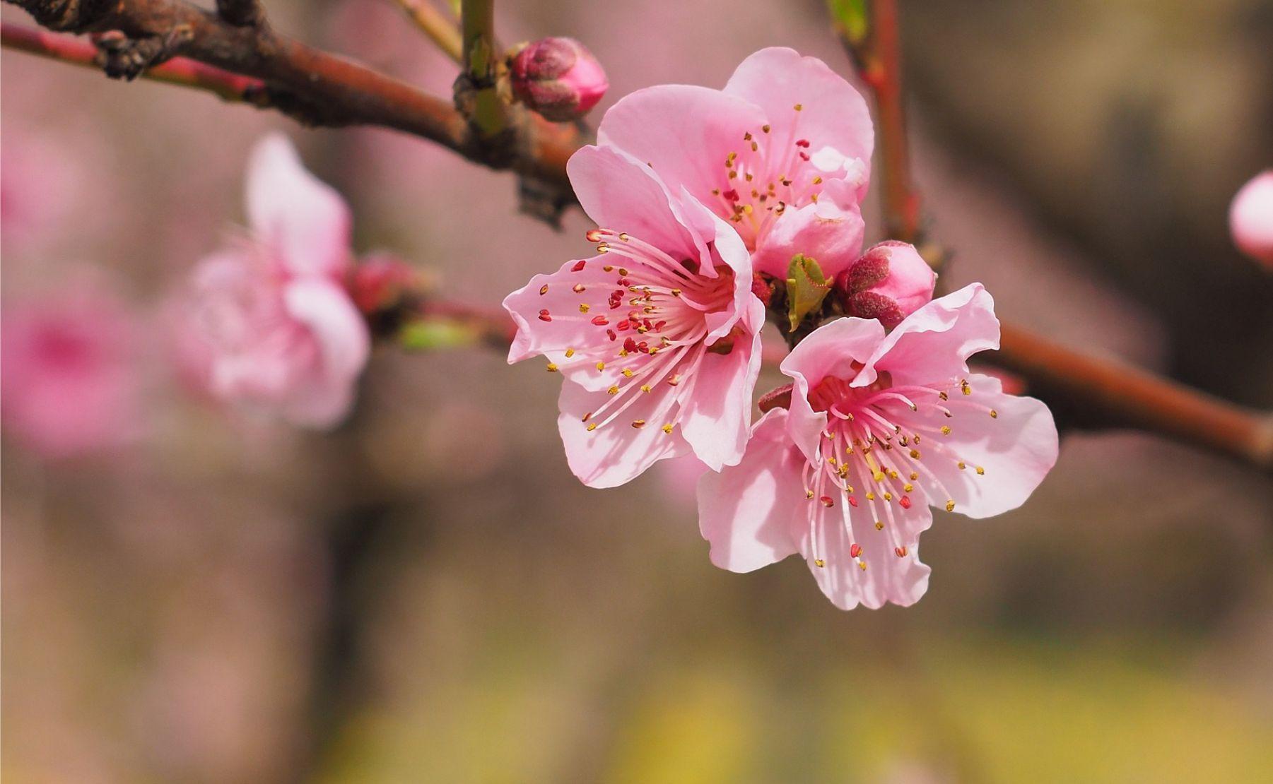 porque se celebra el dia de la primavera