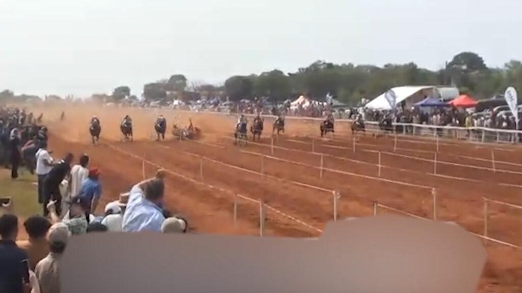 Caballo hipódromo posadas