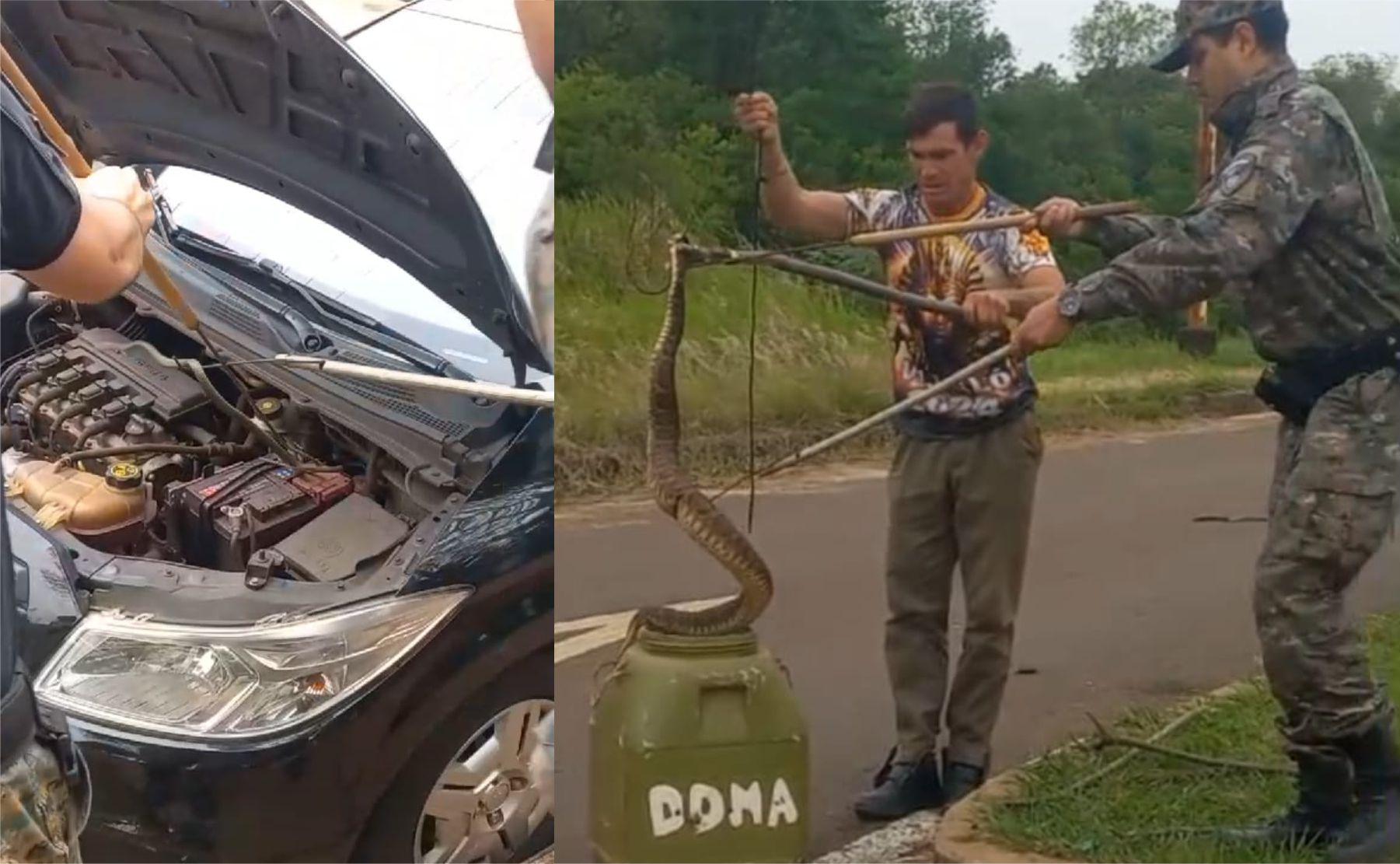 víbora motor Posadas