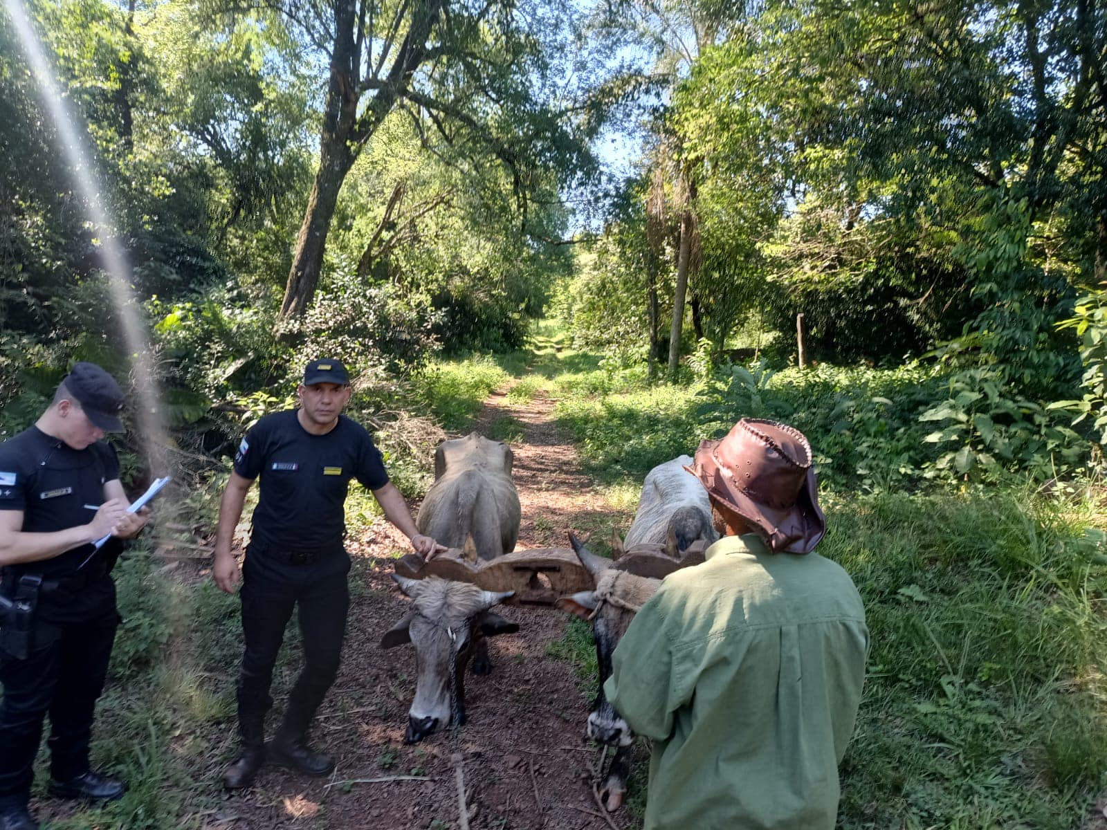 animales vacuno colono alem
