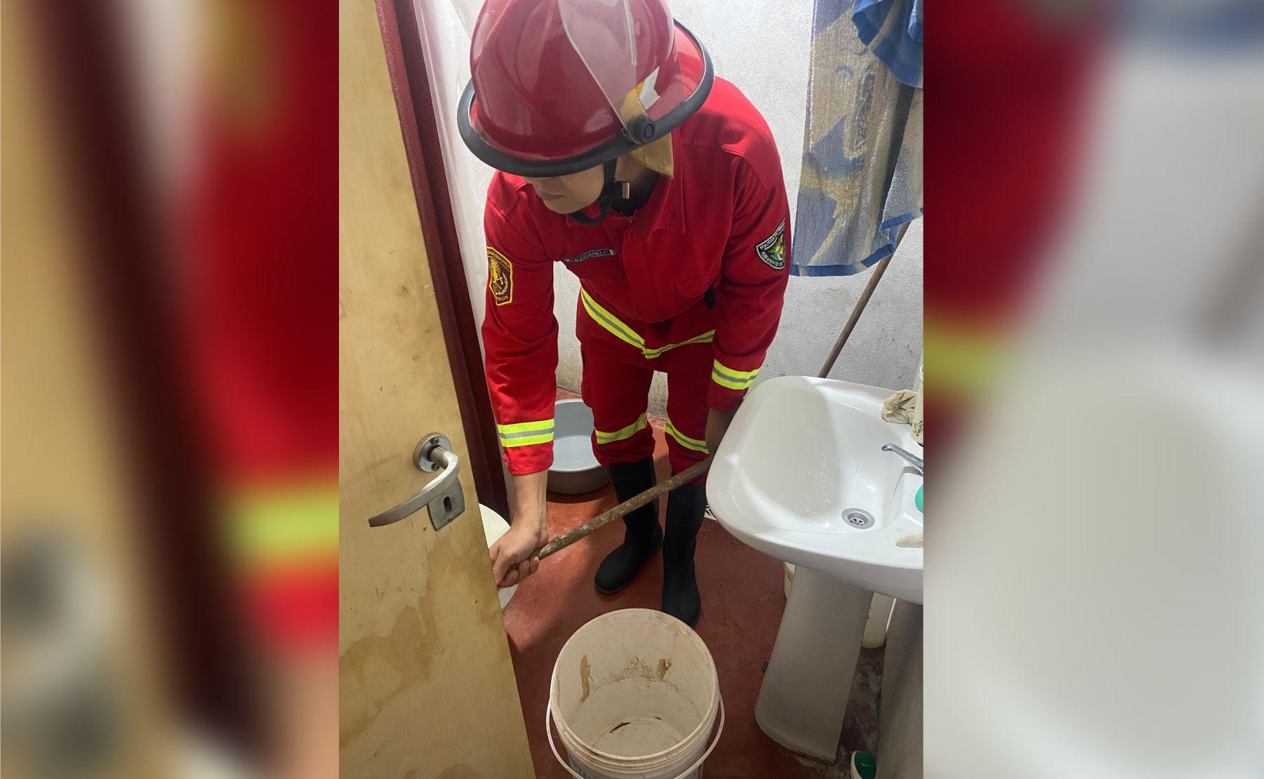 serpiente inodoro obera