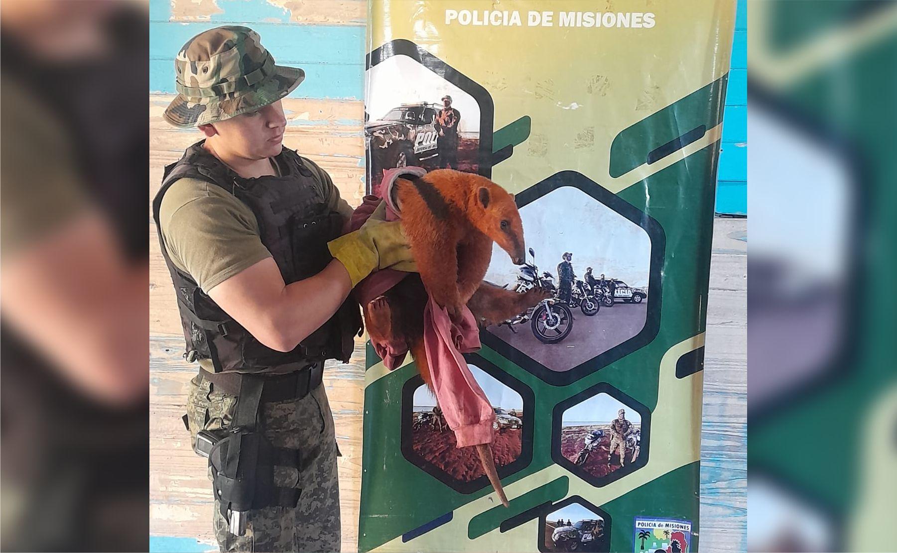 oso melero san vicente