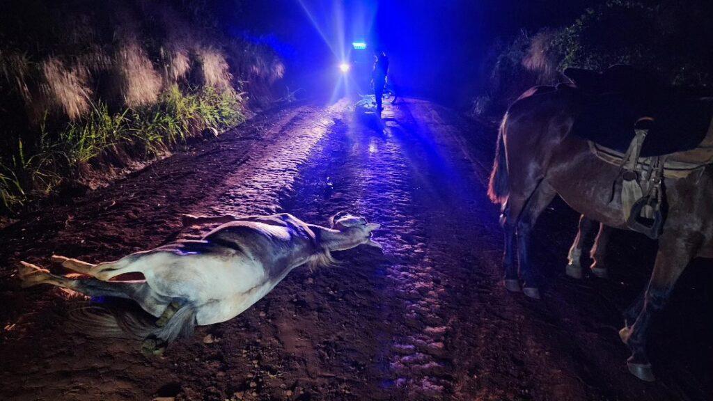 motociclista choque caballo obera
