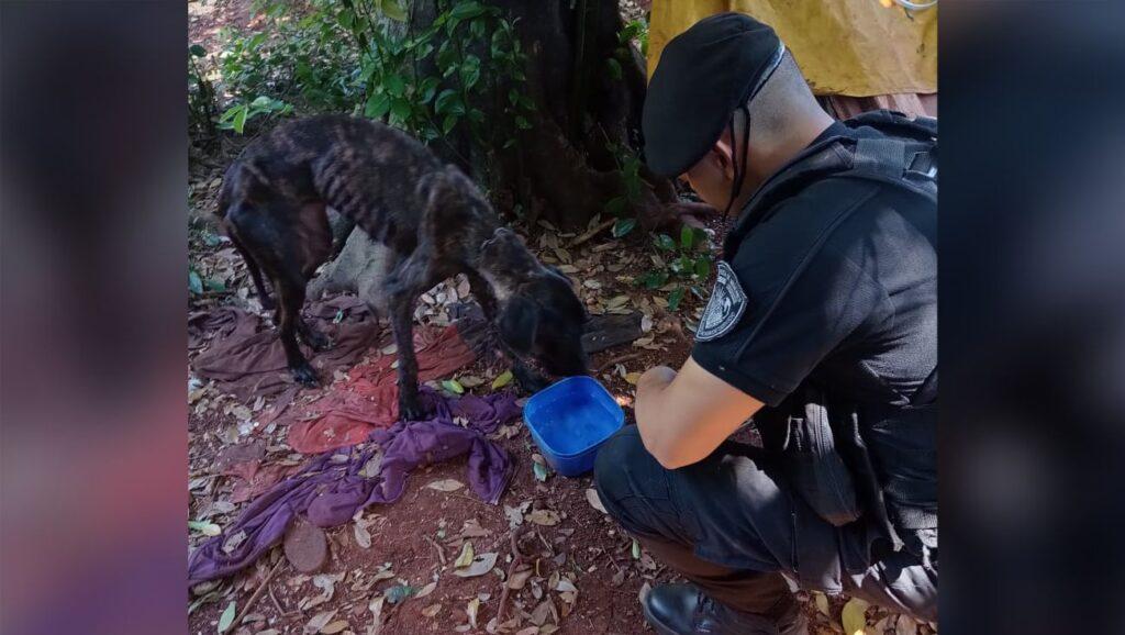 rescato perro eldorado