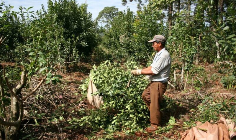 tarefero manifiestan cosecha