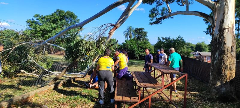 arbol partido santa ana