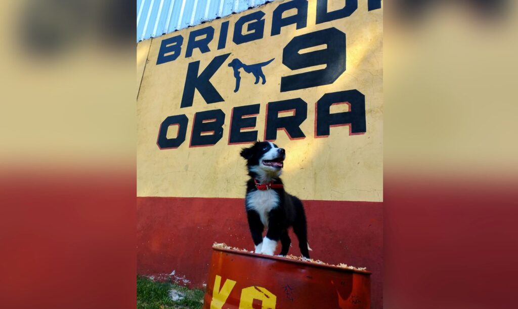 loki brigada canina obera