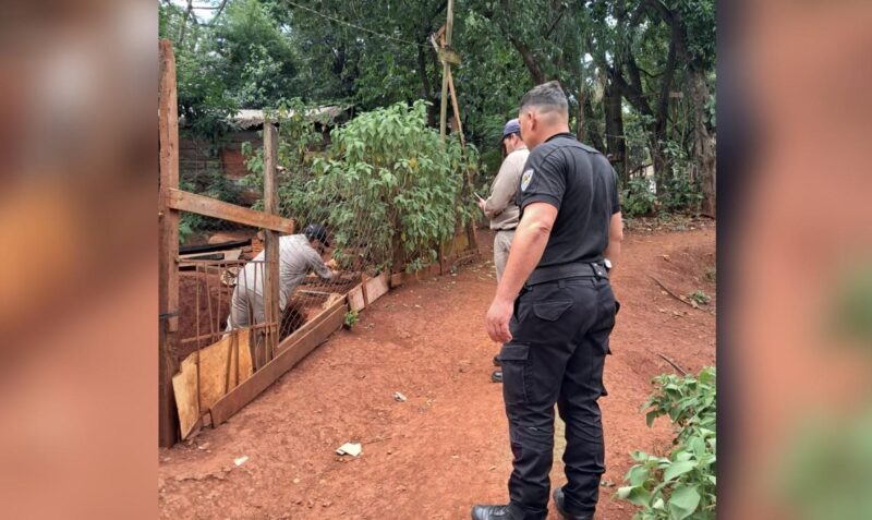 perro abandonado obera