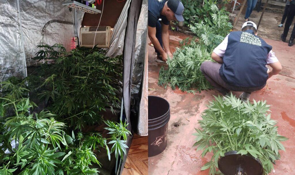 laboratorio marihuana hidroponico