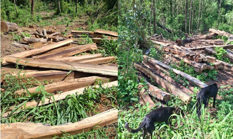 apeo ilegal garuhape