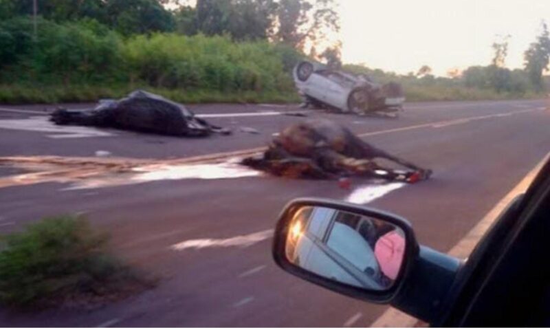 caballos muertos ruta 14