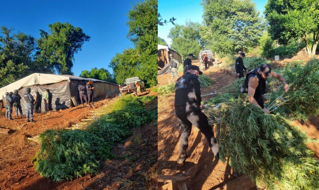 operativo autora marihuana