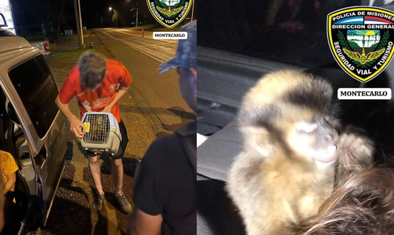 Monos montecarlo control