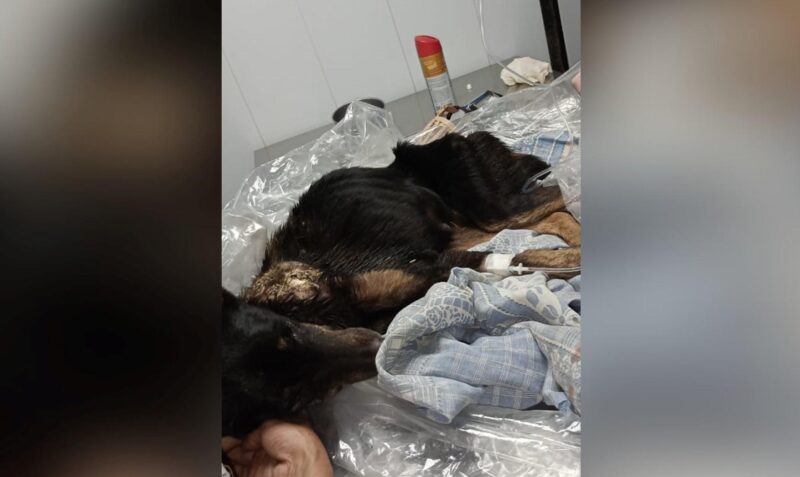 perra abandonado campo grande