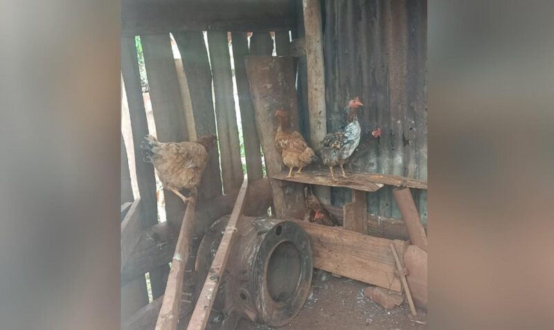 robo gallinas apostoles.