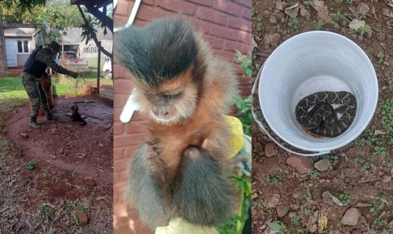 mono serpiente rescate