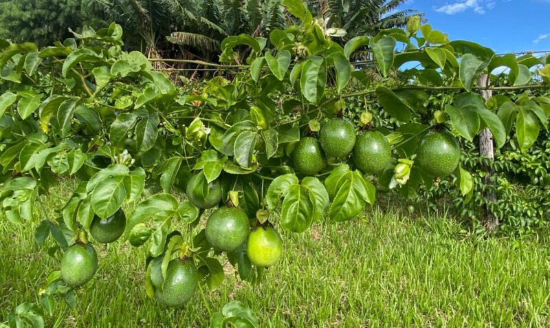 dos de mayo jornada frutas tropicales