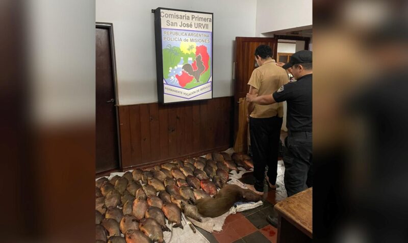 pacu carpincho san fachinal