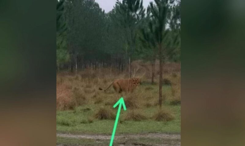 leon puma itacaruaré