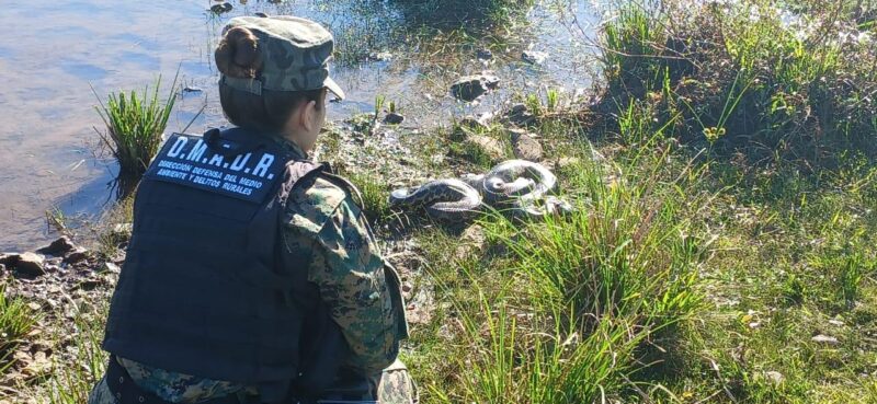 boa curiyú candelaria