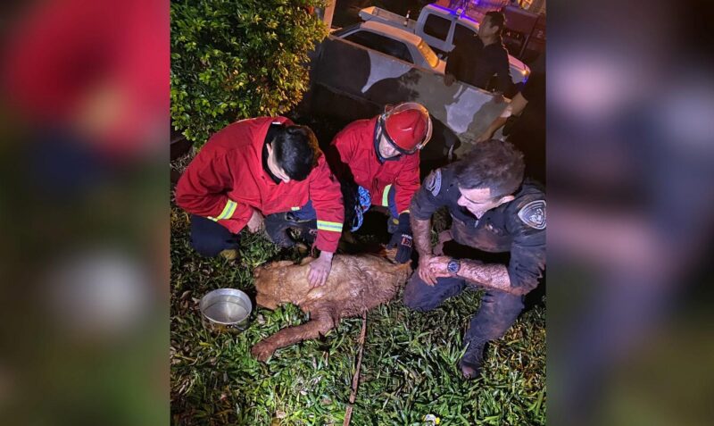 recate labrador apostoles