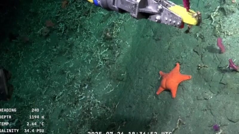 estrella de mar Patricio