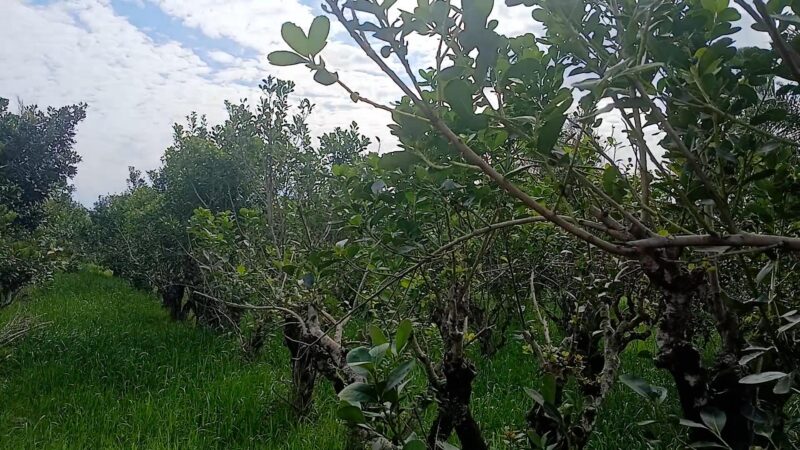 yerba mate analisis consumo exportacion castro