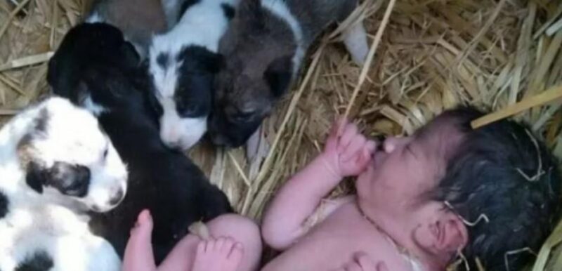 Bebé salvada por perra en India