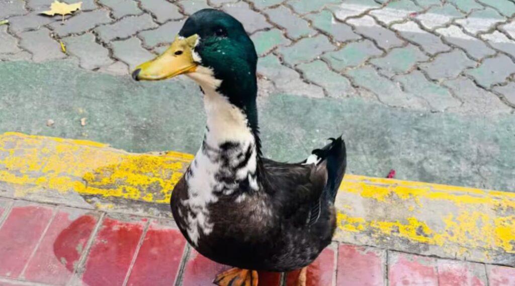 pato juan mendoza