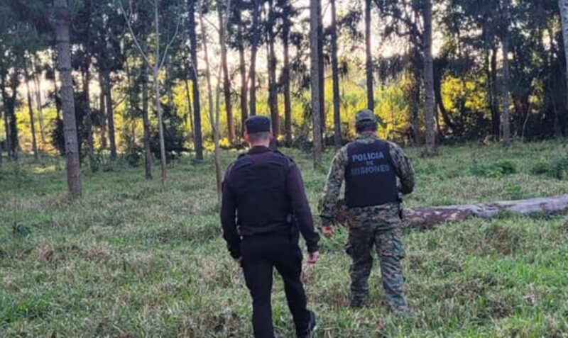 robo de palmitos Andresito