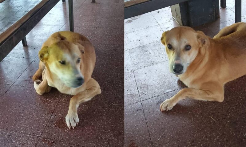 Perro viajo santo pipo jardin america